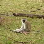 Black-faced vervet monkey just watching us go by.