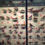 HUGE collections displaying the birds of Kenya.