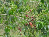 Coffee ready for harvest